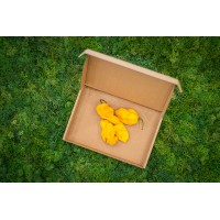 Bhut Jolokia Yellow čerstvé plody
